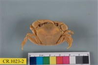 藏品(絨毛近方蟹)的圖片